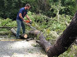 How Our Tree Care Process Works  in  San Angelo, TX